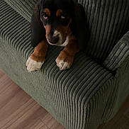 Buster Keaton joined the competition — help win amazing prizes! puppy, dog, basset_hound, couch, green_couch, corduroy, indoor, floor, wooden_floor, pet, animal, sleepy, paws, ears, fur, brown, black, white, living_room, cute