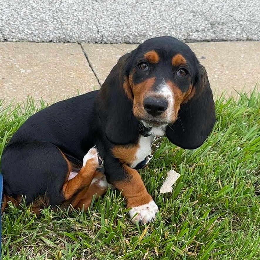 Buster Keaton is registered to the contest to win money with this photo: animal, black, brown, canine, cute, dog, ears, friendly, grass, leash, nature, outdoor, pet, portrait, puppy, sidewalk, sitting, small, white, young