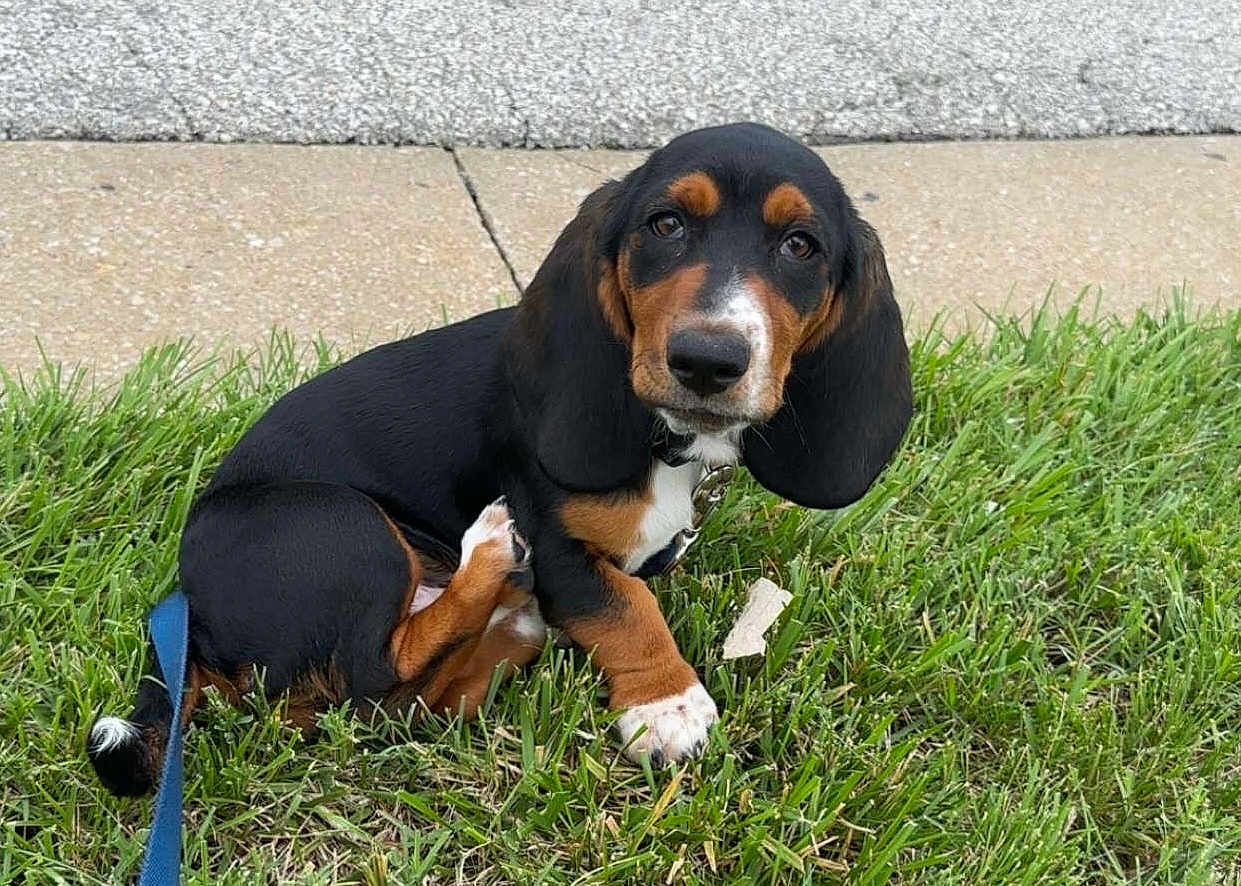 Buster Keaton is registered to the contest to win money with this photo: puppy, dog, grass, sidewalk, leash, cute, pet, outdoor, canine, black, brown, white, ears, young, animal, sitting, nature, portrait, small, friendly