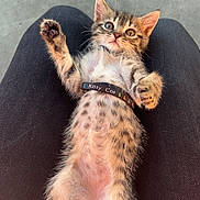 Boubou participe au concours pour gagner de l'argent avec cette photo : abyssinian, accessories, animal, armchair, cat, chair, collar, couch, cushion, egyptiancat, furniture, homedecor, kitten, leash, manx, ocelot, person, pet, sleeping, strap