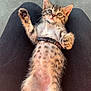abyssinian, accessories, animal, armchair, cat, chair, collar, couch, cushion, egyptiancat, furniture, homedecor, kitten, leash, manx, ocelot, person, pet, sleeping, strap