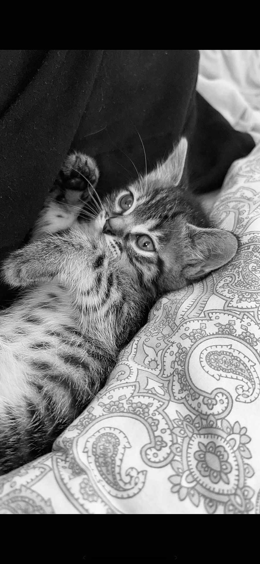 Boubou participe au concours pour gagner de l'argent avec cette photo : abyssinian, animal, back, bed, blanket, bodypart, cat, couch, cushion, furniture, homedecor, kitten, manx, paisley, pattern, person, pet, skin, sleeping, tattoo