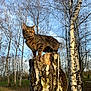 Boubou participe au concours pour gagner de l'argent avec cette photo : abyssinian, animal, birch, cat, fir, grove, kitten, land, manx, nature, ocelot, outdoors, pet, plant, tree, treestump, treetrunk, vegetation, wood, woodland