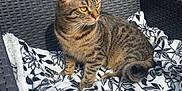 Boubou a rejoint le concours — aidez-le/la à gagner de superbes lots ! abyssinian, animal, architecture, blanket, building, cat, chair, couch, cushion, furniture, homedecor, housing, kitten, linen, machine, manx, person, pet, quilt, wheel