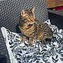 abyssinian, animal, architecture, blanket, building, cat, chair, couch, cushion, furniture, homedecor, housing, kitten, linen, machine, manx, person, pet, quilt, wheel