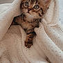Boubou participe au concours pour gagner de l'argent avec cette photo : abyssinian, animal, blanket, cat, kitten, manx, pet, quilt