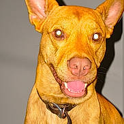 Rip is registered to the contest to win money with this photo: animal, brown, canine, close_up, collar, dog, domestic_animal, ears, flash_reflection, friendly, fur, happy, indoor, looking_at_camera, mouth, pet, portrait, smiling, teeth, tongue