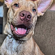 Rip joined the competition — help win amazing prizes! dog, canine, pet, happy, smiling, tongue_out, ears, close_up, indoor, couch, furniture, wall_art, brown_fur, animal, domestic_animal, friendly, portrait, cute, companion, relaxed