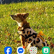 Penelope Marie is registered to the contest to win money with this photo: dog, small_dog, leopard_print, dress, yellow_bow, grass, outdoor, fence, pet, animal, side_view, sitting, daylight, casual, cute, curious, brown_dog, app_icons, smartphone_screenshot, nature
