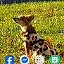dog, small_dog, leopard_print, dress, yellow_bow, grass, outdoor, fence, pet, animal, side_view, sitting, daylight, casual, cute, curious, brown_dog, app_icons, smartphone_screenshot, nature