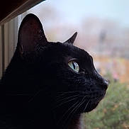 Raven is registered to the contest to win money with this photo: cat, black_cat, window, side_profile, animal, pet, whiskers, green_eye, looking_out, nature, blurred_background, daylight, feline, close_up, indoor, quiet, calm, curious, soft_light, domestic_animal