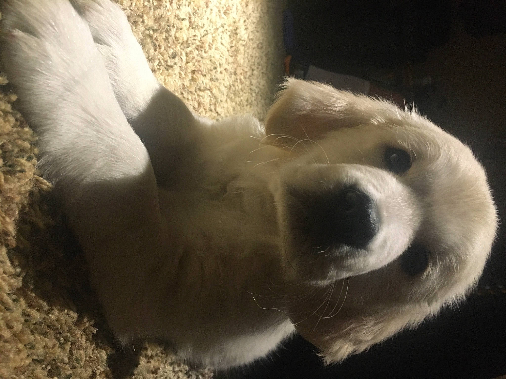 Oakley joined the competition — help win amazing prizes! carnivore, dog_breed, fur, natural_material, polar_bear, snout, terrestrial_animal, zoo