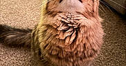 Boba Fett is registered to the contest to win money with this photo: cat, fluffy, long_hair, tabby, pet, animal, whiskers, ears, eyes, nose, mouth, fur, indoor, carpet, couch, home, portrait, close_up, looking_up, funny