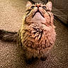 cat, fluffy, long_hair, tabby, pet, animal, whiskers, ears, eyes, nose, mouth, fur, indoor, carpet, couch, home, portrait, close_up, looking_up, funny