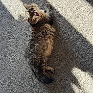 Boba Fett joined the competition — help win amazing prizes! cat, tabby_cat, fluffy, fur, pet, animal, lying_down, back, tongue_out, funny, face, eyes, ears, whiskers, carpet, indoor, sunlight, shadows, portrait, relaxed