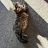 cat, tabby_cat, fluffy, fur, pet, animal, lying_down, back, tongue_out, funny, face, eyes, ears, whiskers, carpet, indoor, sunlight, shadows, portrait, relaxed