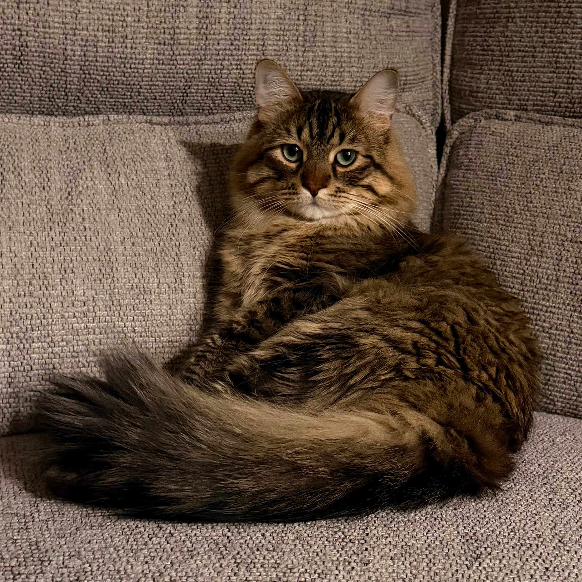 Boba Fett joined the competition — help win amazing prizes! cat, tabby, long_hair, fluffy, feline, pet, animal, couch, furniture, indoors, portrait, sitting, lounging, brown, striped, whiskers, ears, eyes, tail, cozy