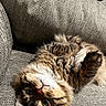 Boba Fett is registered to the contest to win money with this photo: cat, tabby_cat, fluffy, long_hair, pet, animal, upside_down, lying_down, chair, furniture, indoor, home, cozy, woven_fabric, brown, white, striped, green_eyes, cute, portrait