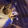 Boba Fett joined the competition — help win amazing prizes! cat, tabby_cat, fluffy, longhaired, feline, pet, animal, whiskers, green_eyes, lying_down, upside_down, indoors, wood_floor, chair, furniture, home, purple_lighting, portrait, looking_at_camera, relaxed