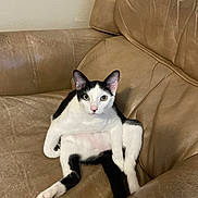 Milo is registered to the contest to win money with this photo: cat, black_and_white, pet, animal, feline, indoor, couch, leather, brown, sitting, relaxed, cute, looking, ears, whiskers, pink_nose, fur, four_legs, home, curious