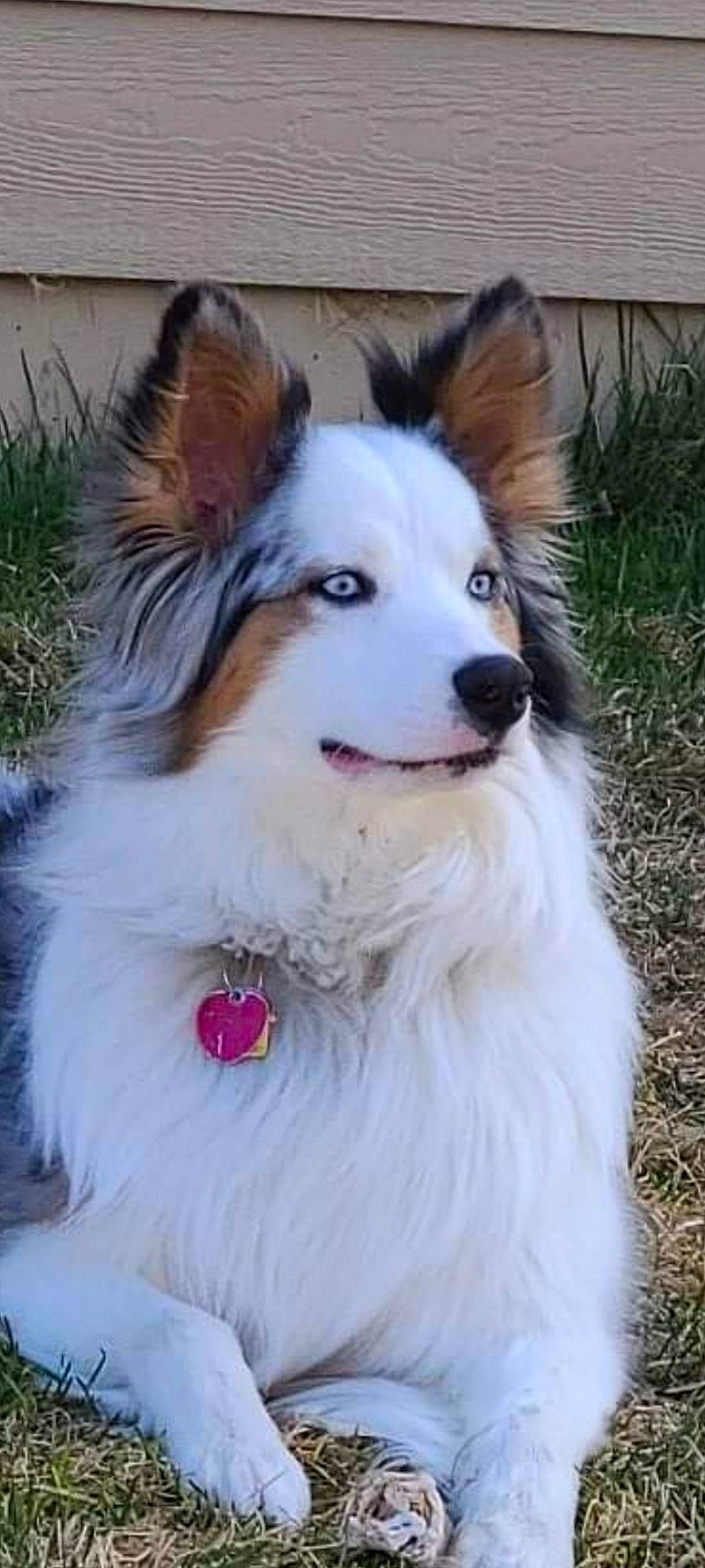 Ella is registered to the contest to win money with this photo: ancient_dog_breeds, carnivore, collar, companion_dog, dog, dog_breed, dog_collar, dog_supply, fang, fur, herding_dog, jaw, pet_supply, plant, snout, sporting_group, terrestrial_animal, whiskers, working_animal, working_dog