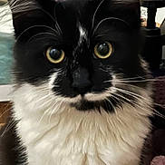 Dolly joined the competition — help win amazing prizes! cat, black_and_white, fluffy, close_up, yellow_eyes, whiskers, indoor, pet, feline, curious, soft_fur, animal, portrait, domestic_cat, cute, face, ears, nose, eyes