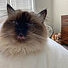 Kitty is registered to the contest to win money with this photo: cat, fluffy, indoor, window, blinds, furniture, mouth_open, whiskers, ears, face, pet, animal, cozy, brown, cream, soft_fur, closeup, portrait, domestic_cat, relaxed