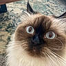 Kitty joined the competition — help win amazing prizes! cat, fluffy, close_up, wide_eyes, curious, indoor, carpet, furniture, whiskers, brown, cream, pet, animal, face, portrait, fur, ears, nose, domestic_cat, cute