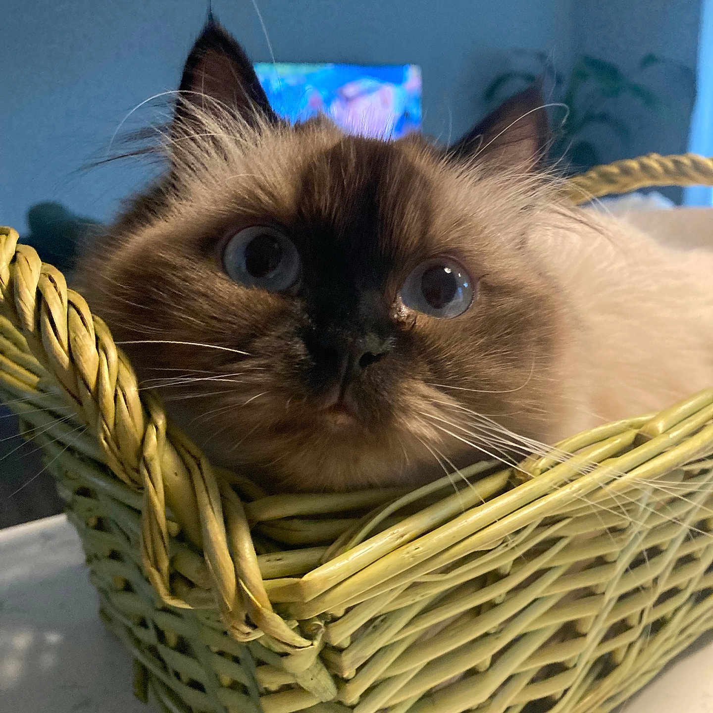 Kitty joined the competition — help win amazing prizes! cat, blue_eyes, fluffy, basket, wicker, indoor, pet, curious, close_up, animal, feline, whiskers, face, ears, fur, domestic_animal, cozy, looking, table, soft_light