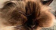 Kitty joined the competition — help win amazing prizes! cat, sleeping, fluffy, long_hair, fur, close_up, pet, animal, relaxed, resting, whiskers, ear, face, cute, cozy, indoor, texture, soft_light, peaceful, mammal