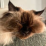 cat, sleeping, fluffy, long_hair, fur, close_up, pet, animal, relaxed, resting, whiskers, ear, face, cute, cozy, indoor, texture, soft_light, peaceful, mammal