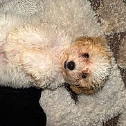 Coco is registered to the contest to win money with this photo: adorable, animal, companion, cozy, curly_fur, cute, cute_pet, dog, domestic_animal, fluffy, furry, indoor, looking_up, lying_down, mammal, pet, puppy, relaxed, rug, small_dog