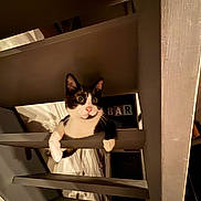 Lylou participe au concours pour gagner de l'argent avec cette photo : animal, cat, climbing, cozy, curious, dim_light, feline, home, indoor, nose, paw, pet, playful, railing, shadow, stairs, tuxedo_cat, whiskers, wide_eyes, wood