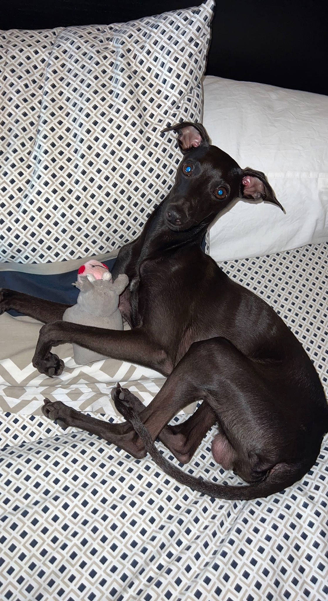 Ziggy participe au concours pour gagner de l'argent avec cette photo : canidae, carmine, carnivore, collar, comfort, companion_dog, dog, dog_breed, dog_supply, fawn, grey, liver, pet_supply, snout, sporting_group, terrestrial_animal, toy, toy_dog, whiskers, working_animal