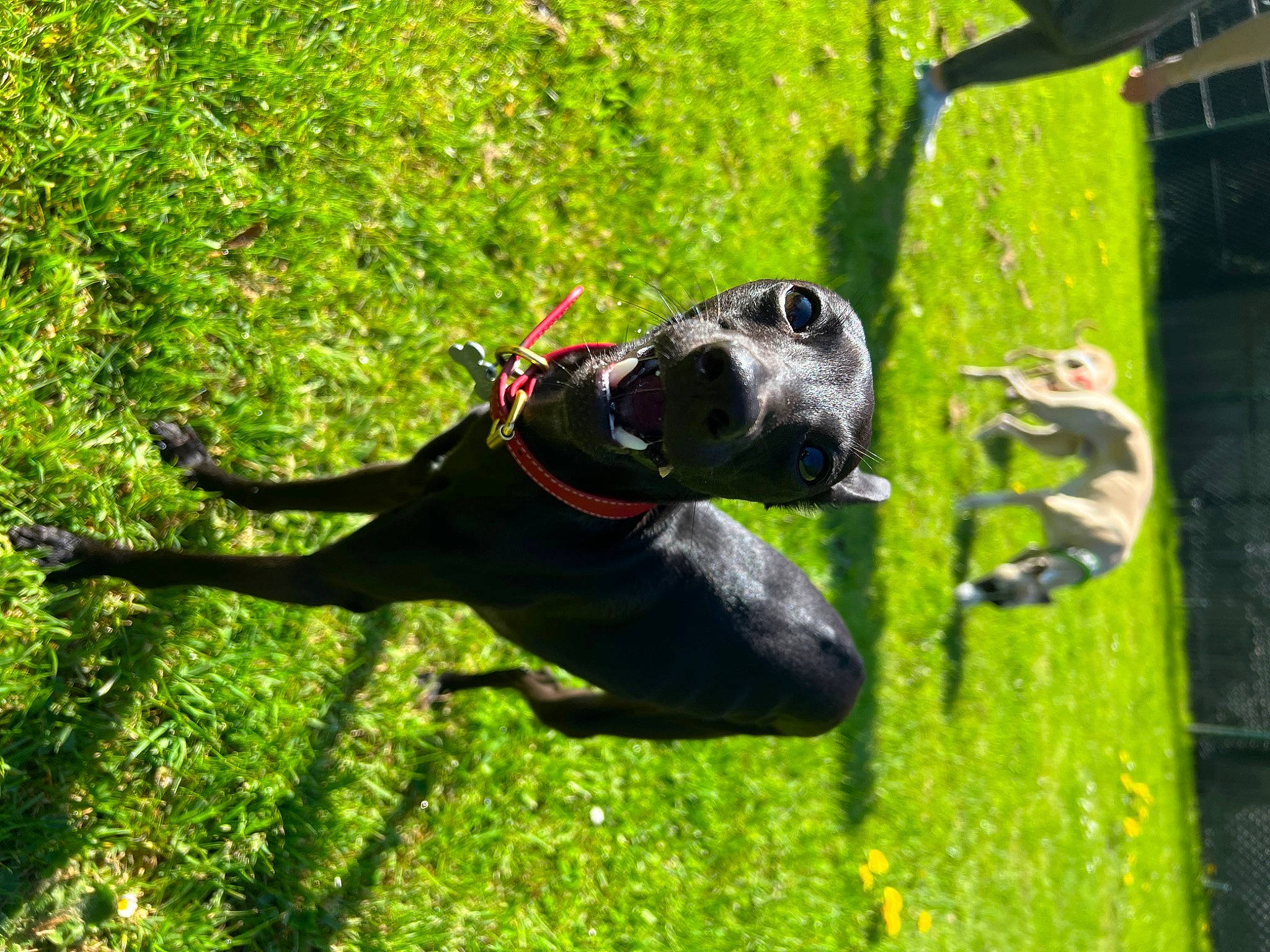 Ziggy participe au concours pour gagner de l'argent avec cette photo : adventure, carnivore, companion_dog, dog, dog_breed, dog_collar, dog_supply, fawn, grass, guard_dog, leash, personal_protective_equipment, pet_supply, plant, recreation, snout, sporting_group, tail, tree, working_animal