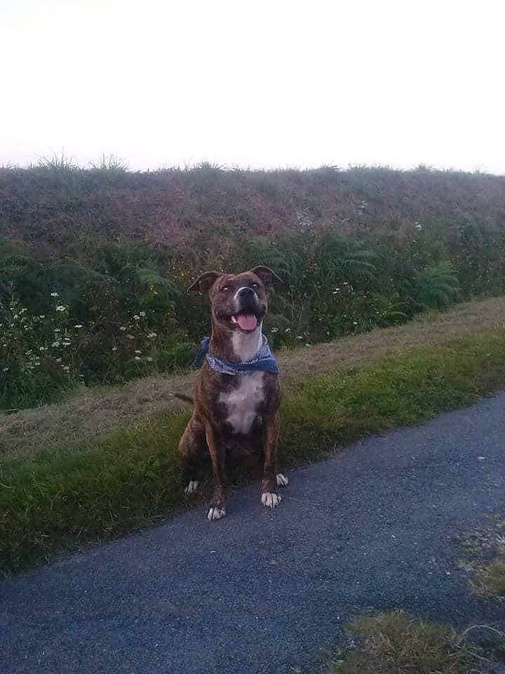 Cat a rejoint le concours — aidez-le/la à gagner de superbes lots ! adventure, american_bulldog, american_pit_bull_terrier, boxer, canidae, carnivore, dog, dog_breed, dog_walking, fawn, grass, hunting_dog, mammal, non_sporting_group, pit_bull, sporting_group, vertebrate