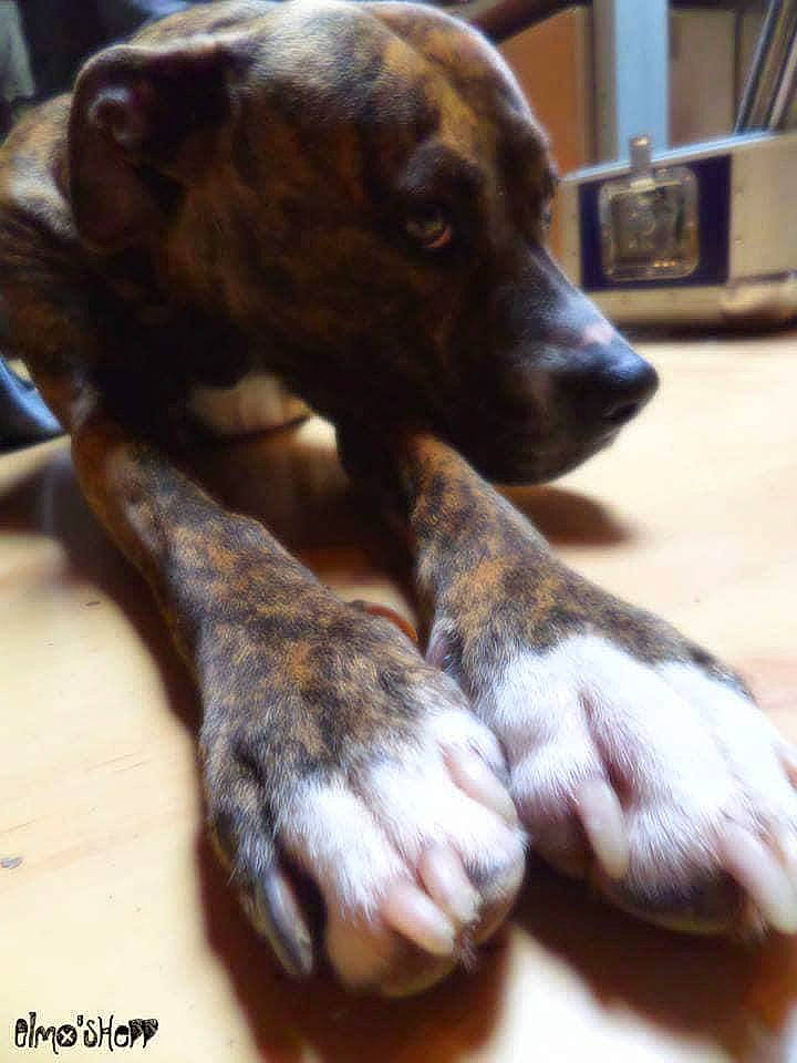 Cat a rejoint le concours — aidez-le/la à gagner de superbes lots ! canidae, carnivore, dog, dog_breed, german_shorthaired_pointer, liver, plott_hound, pointer, puppy, sporting_group