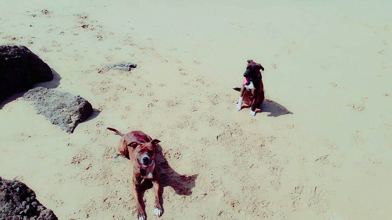 Cat participe au concours pour gagner de l'argent avec cette photo : beach, canidae, carnivore, coast, dog, dog_breed, dog_walking, fun, hunting_dog, ocean, play, sand, sea, sporting_group, vacation, water