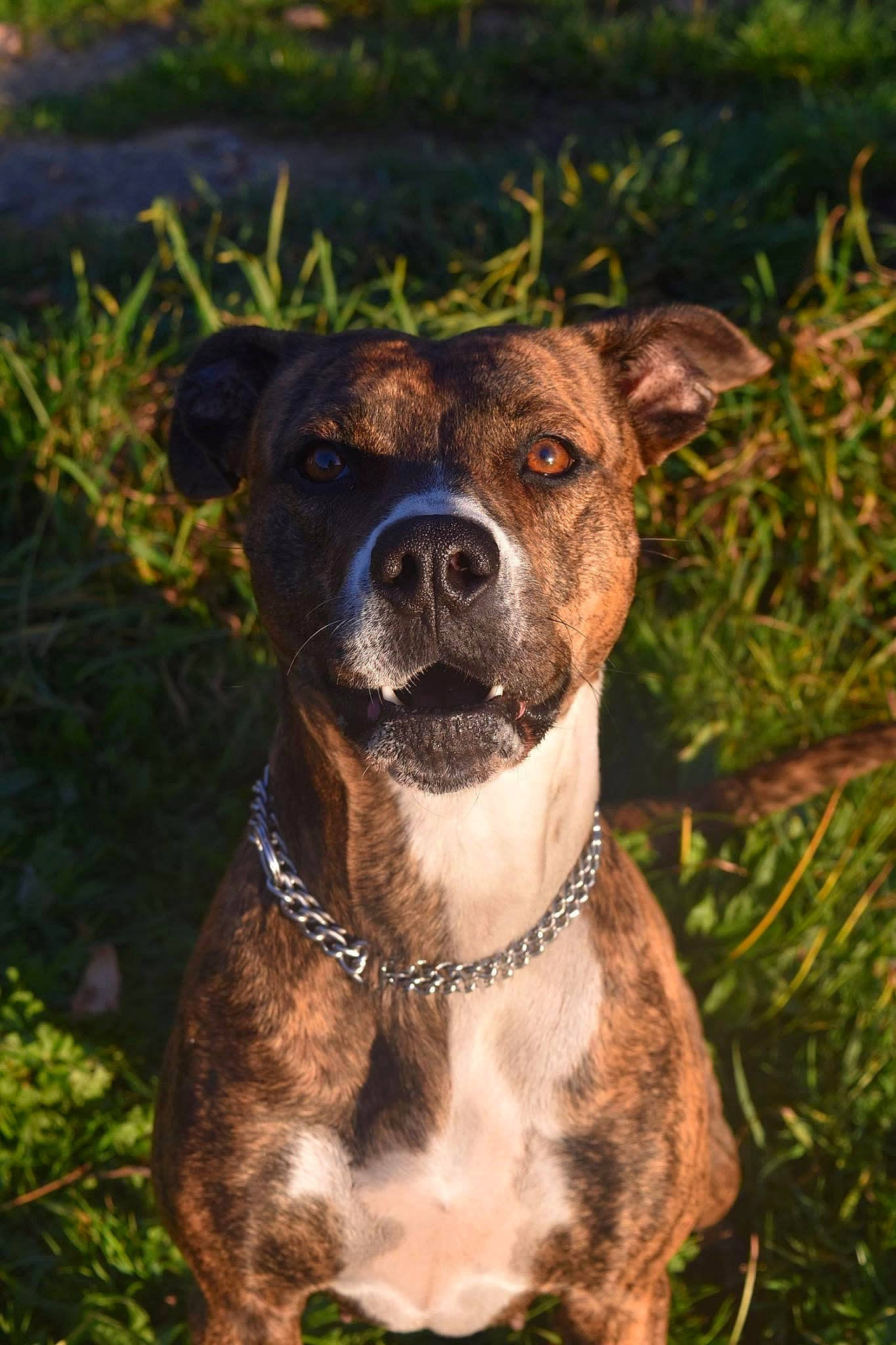Cat participe au concours pour gagner de l'argent avec cette photo : alaunt, american_pit_bull_terrier, american_staffordshire_terrier, canidae, carnivore, catahoula_bulldog, dog, dog_breed, dog_collar, fawn, grass, mammal, mountain_cur, non_sporting_group, pit_bull, rare_breed_dog, snout, staffordshire_bull_terrier, valley_bulldog, vertebrate