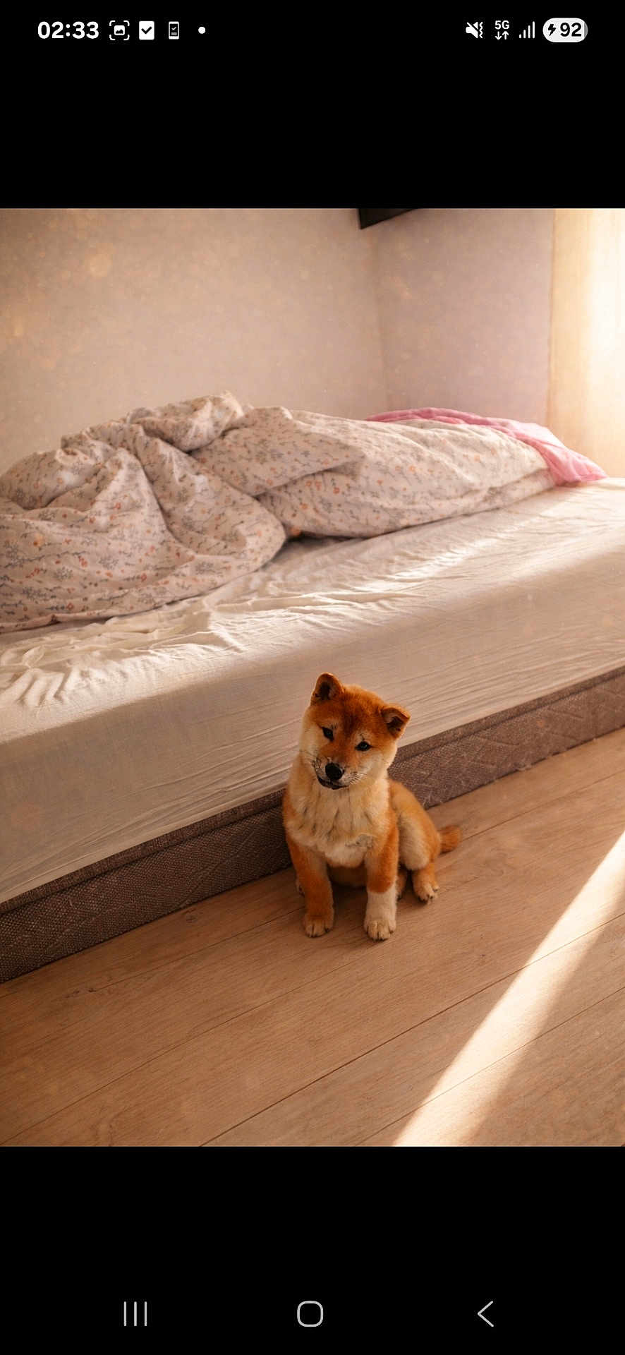 Mao participe au concours pour gagner de l'argent avec cette photo : puppy, dog, bedroom, bed, bedding, wooden_floor, sunlight, indoor, pet, canine, small_dog, cute, animal, cozy, furniture, resting, home, domestic, floor, young_dog