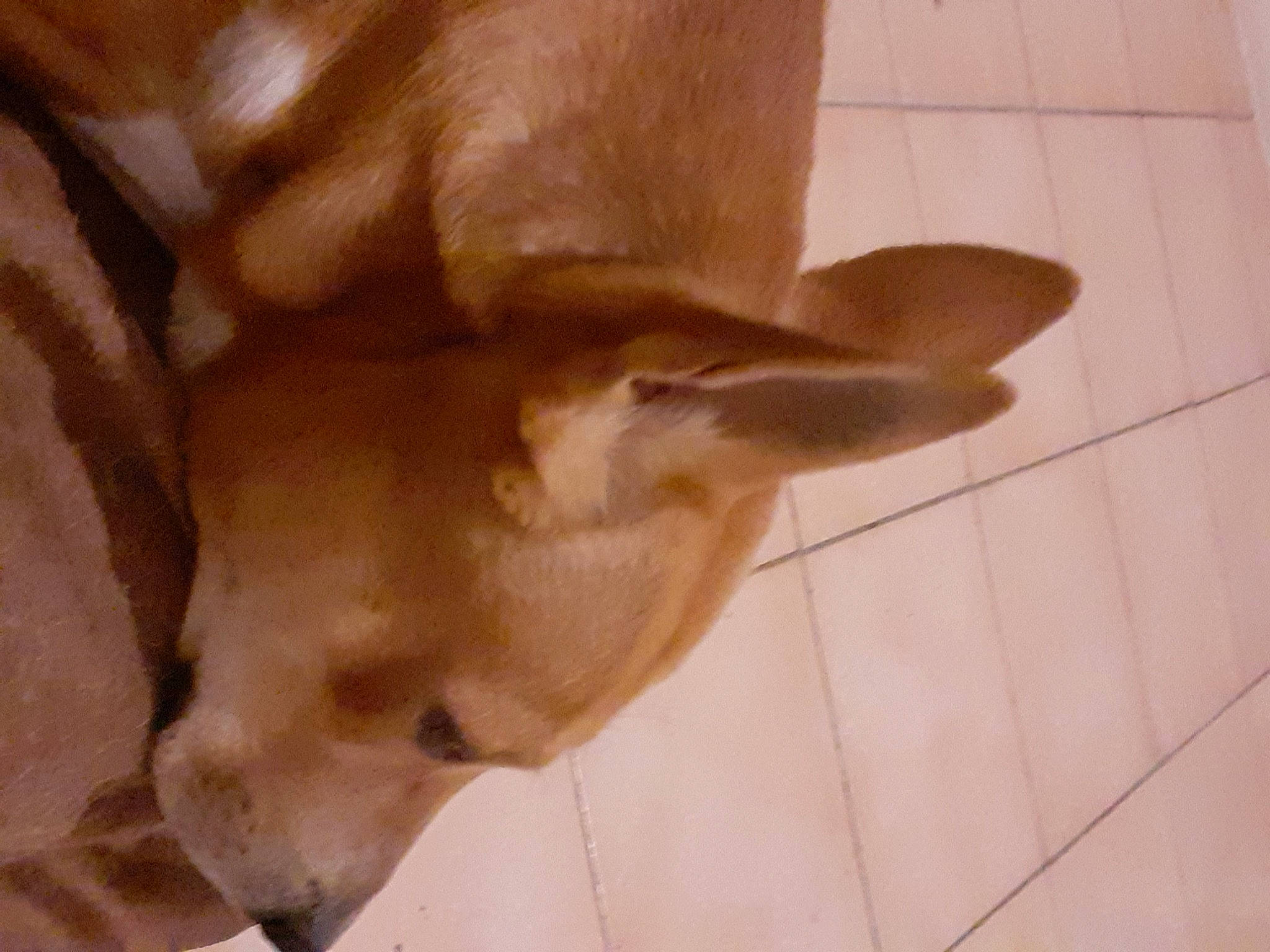 Locks a rejoint le concours — aidez-le/la à gagner de superbes lots ! art, canidae, carnivore, companion_dog, dog, dog_breed, ear, fawn, flooring, fur, jaw, liver, paw, snout, sporting_group, tail, tile_flooring, whiskers, wood, working_animal