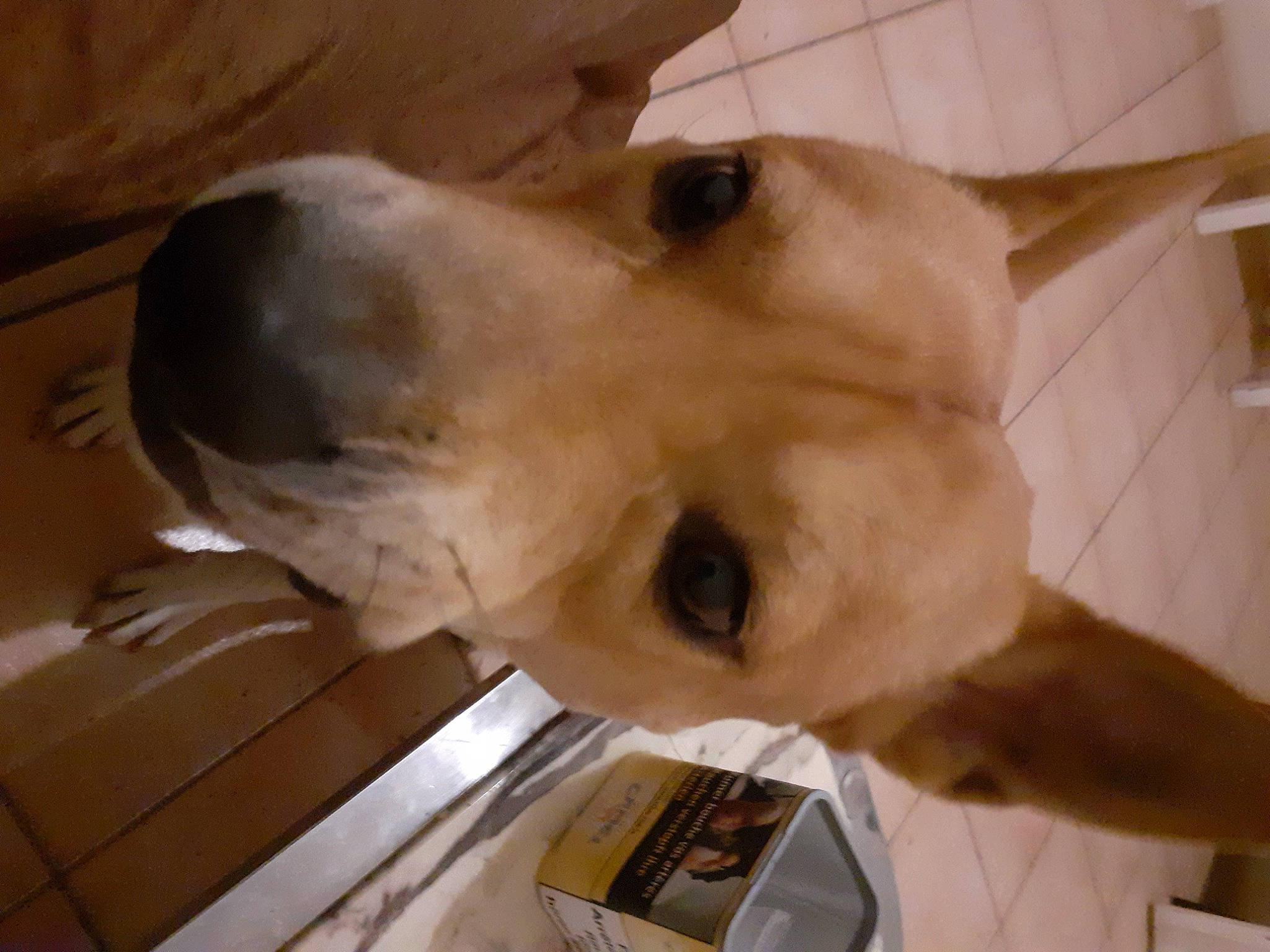 Locks participe au concours pour gagner de l'argent avec cette photo : canidae, carnivore, companion_dog, dog, dog_breed, ear, fawn, non_sporting_group, pet_supply, snout, sporting_group, whiskers, wood, working_animal