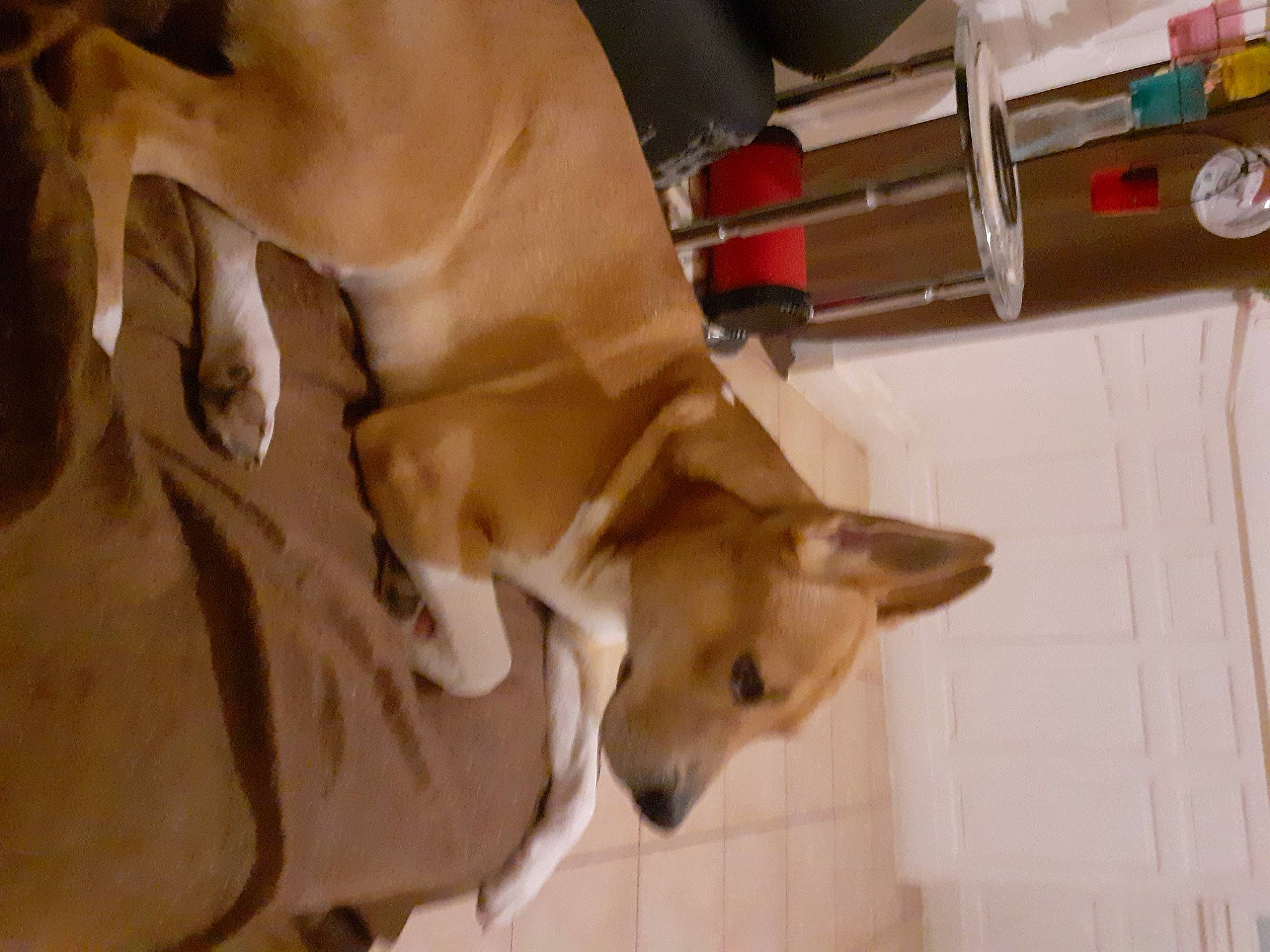 Locks participe au concours pour gagner de l'argent avec cette photo : canidae, carnivore, collar, comfort, companion_dog, dog, dog_breed, dog_supply, fawn, flooring, hardwood, non_sporting_group, paw, pet_supply, puppy, snout, sporting_group, tail, wood, working_animal