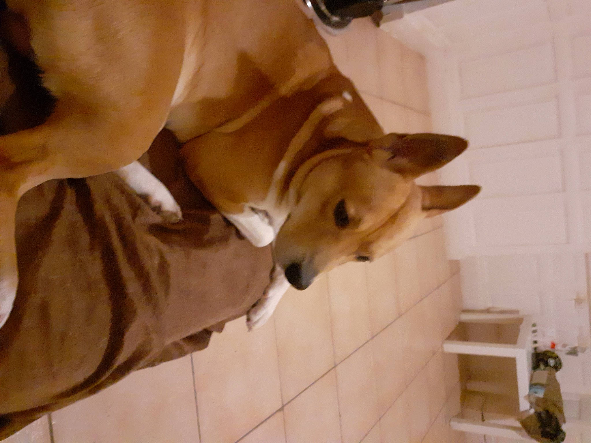 Locks participe au concours pour gagner de l'argent avec cette photo : ball, canidae, carnivore, comfort, companion_dog, dog, dog_breed, ear, fawn, flooring, hardwood, non_sporting_group, paw, pet_supply, snout, sporting_group, tail, whiskers, wood, working_animal