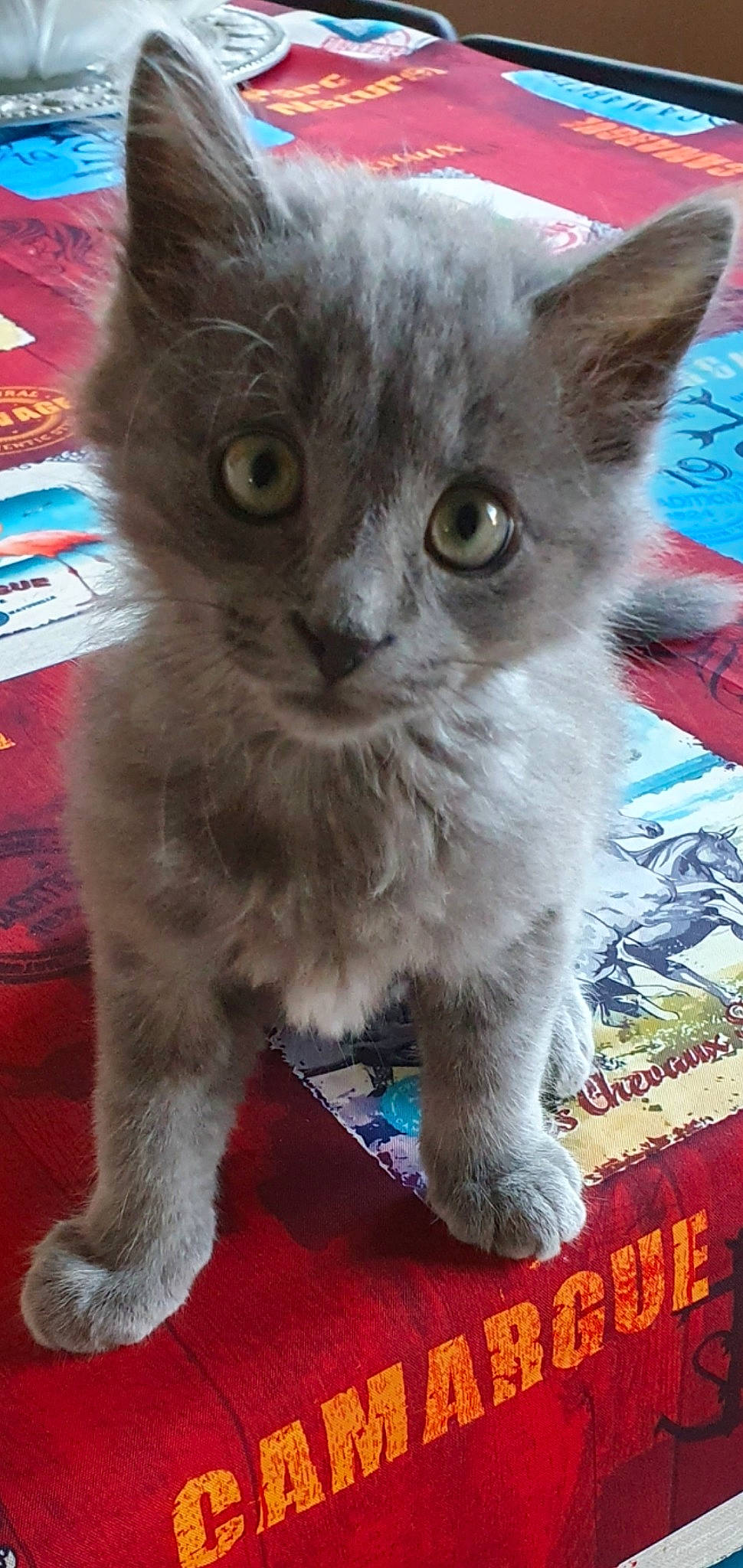 Uky a rejoint le concours — aidez-le/la à gagner de superbes lots ! carnivore, cat, cat_supply, claw, domestic_short_haired_cat, fawn, felidae, fur, paw, small_to_medium_sized_cats, snout, tail, terrestrial_animal, whiskers