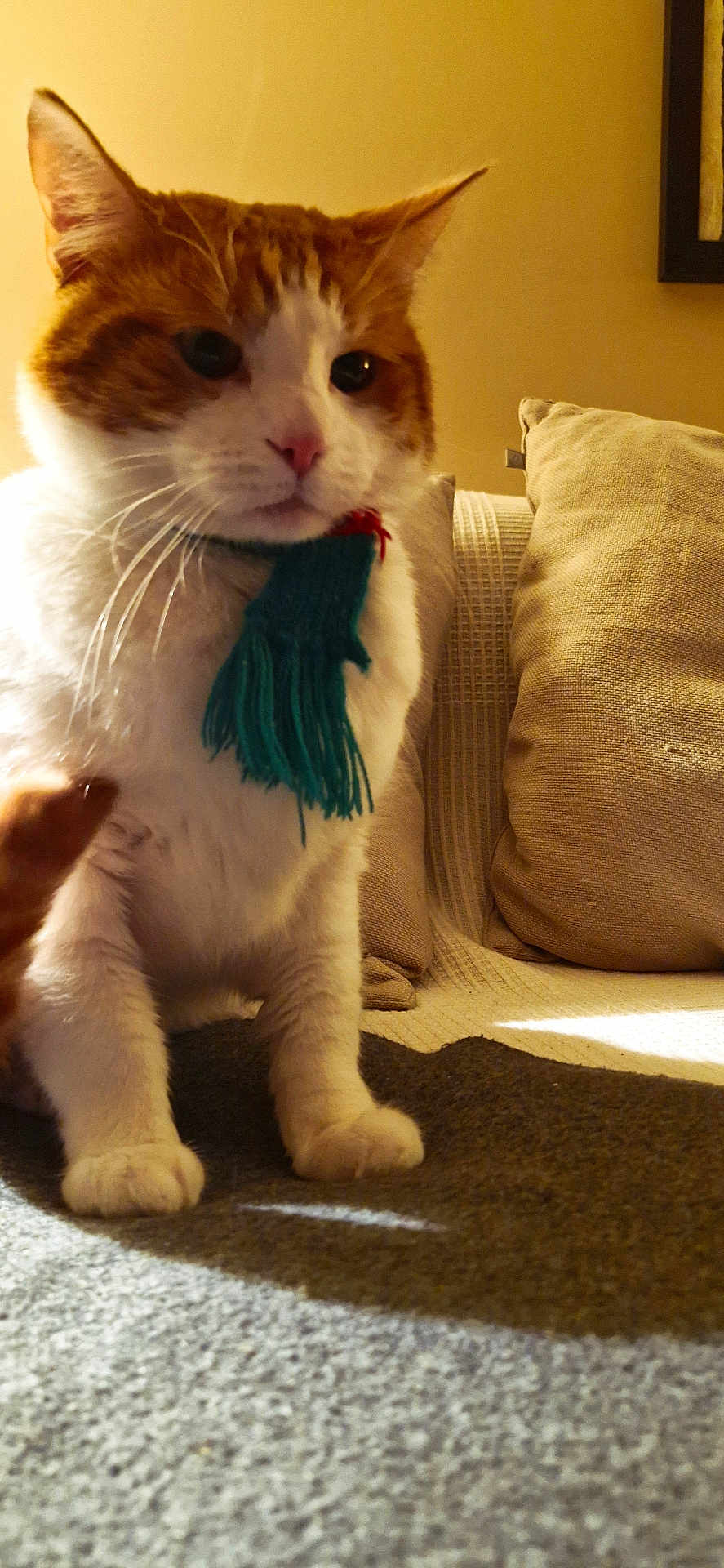 Osuna a rejoint le concours — aidez-le/la à gagner de superbes lots ! animal, carpet, cat, couch, cozy, cushion, domestic_animal, ears, feline, fur, home, indoor, orange_cat, paws, pet, relaxing, scarf, warm_lighting, whiskers, white_cat