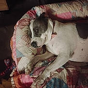 Flower joined the competition — help win amazing prizes! animal, bed, canine, collar, comfort, cozy, dog, domestic, ear, fur, indoor, lying_down, muzzle, patchwork, paw, pet, quilt, relaxed, resting, sleepy