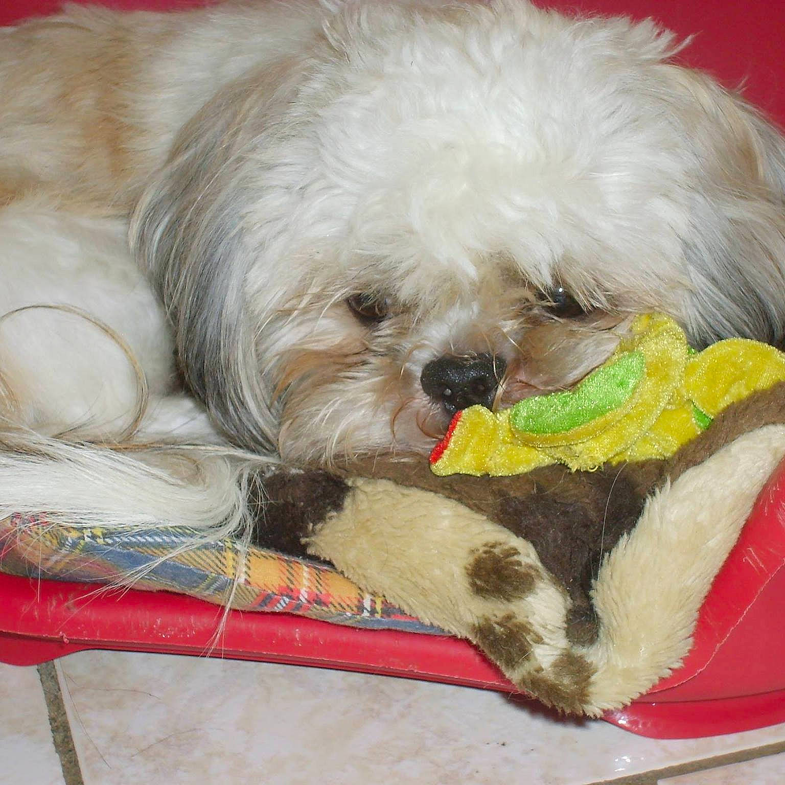 Gyzmo participe au concours pour gagner de l'argent avec cette photo : bichon, bolognese, bolonka, canidae, carnivore, chinese_imperial_dog, companion_dog, dog, dog_breed, havanese, lhasa_apso, maltepoo, maltese, mammal, poodle_crossbreed, puppy, shih_tzu, snout, toy_dog, vertebrate