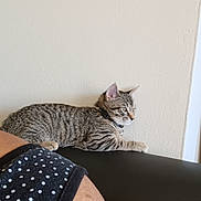 Nyla is registered to the contest to win money with this photo: kitten, cat, tabby, couch, indoor, person, shoulder, earring, polka_dot, curly_hair, wall, collar, furniture, relaxing, pet, domestic, curious, alert, black_couch, home