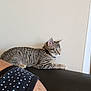 kitten, cat, tabby, couch, indoor, person, shoulder, earring, polka_dot, curly_hair, wall, collar, furniture, relaxing, pet, domestic, curious, alert, black_couch, home
